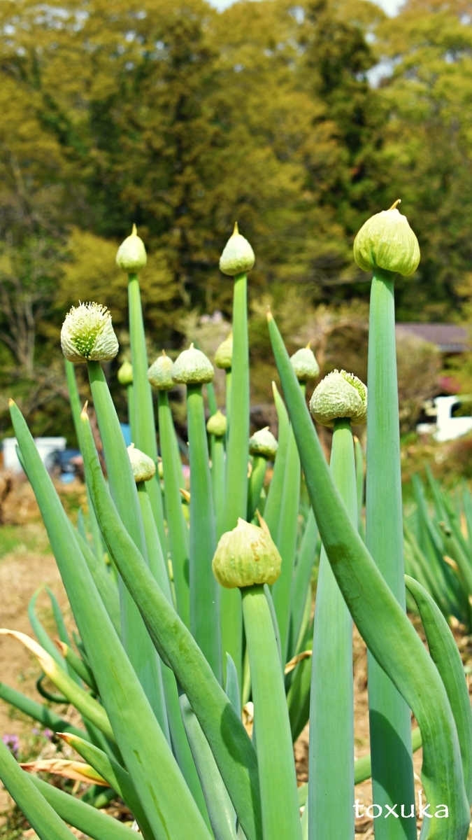 f:id:toxuka:20200417011154j:plain f:id:toxuka:20200417011154j:plain