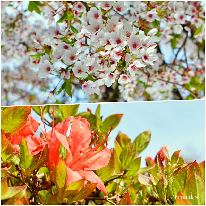 f:id:toxuka:20200419004044p:plain f:id:toxuka:20200419004044p:plain