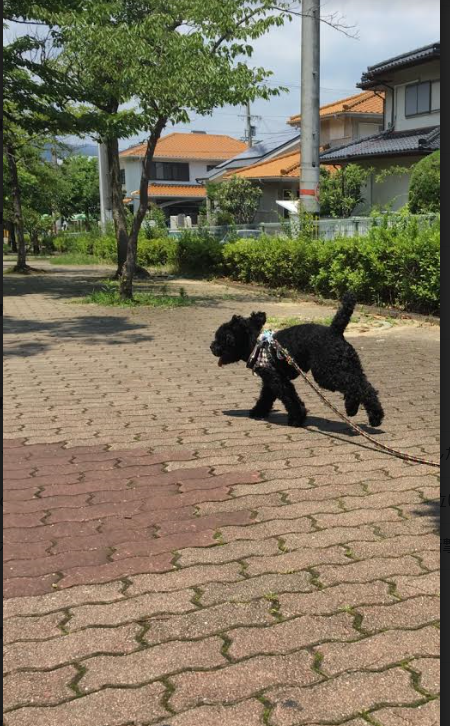 f:id:toy-chiizu:20190921160837p:plain
