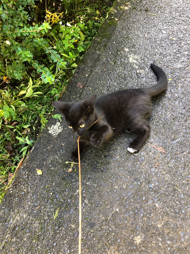 f:id:toy1317:20200423153637j:image