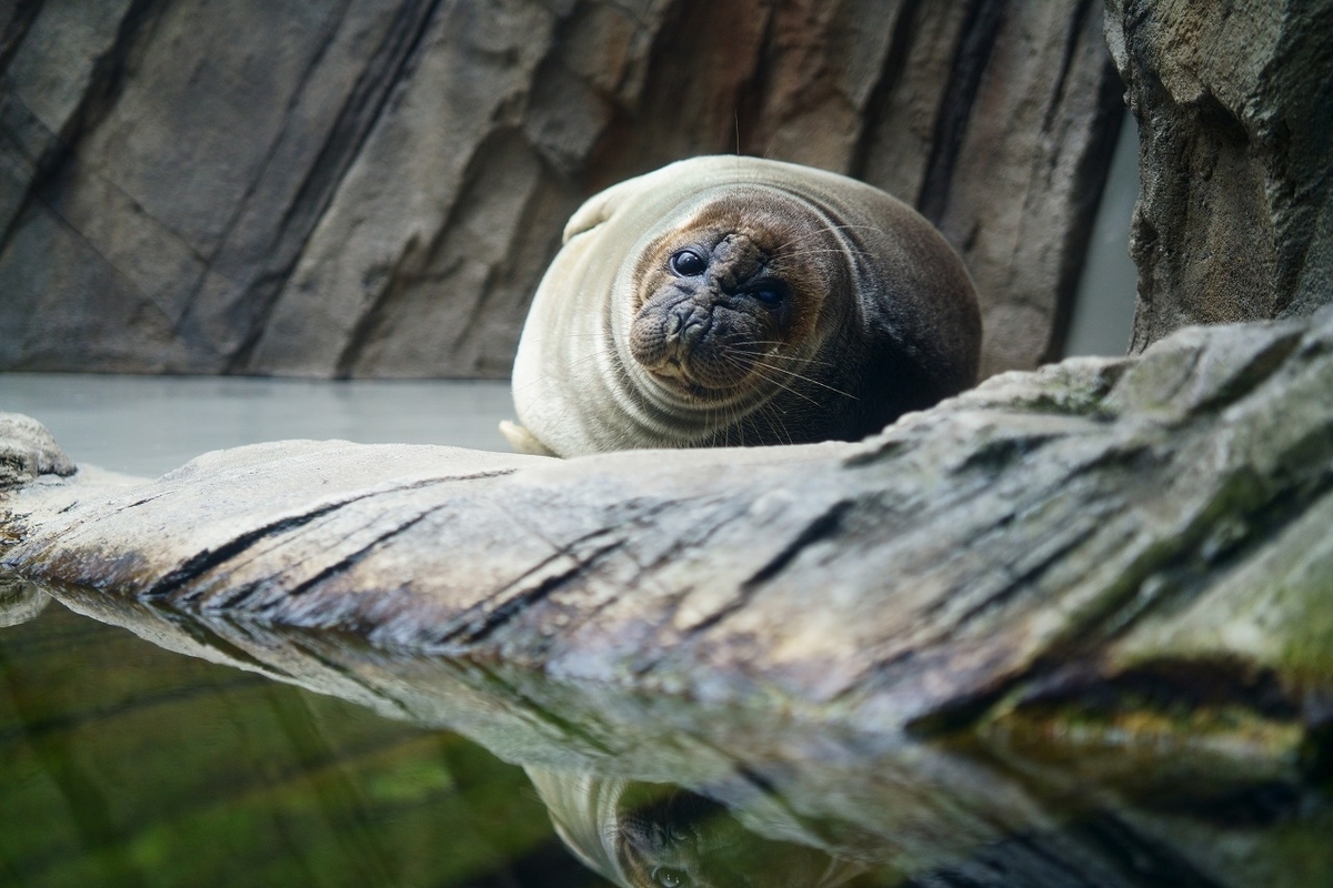 f:id:toy_love:20210901011737j:plain