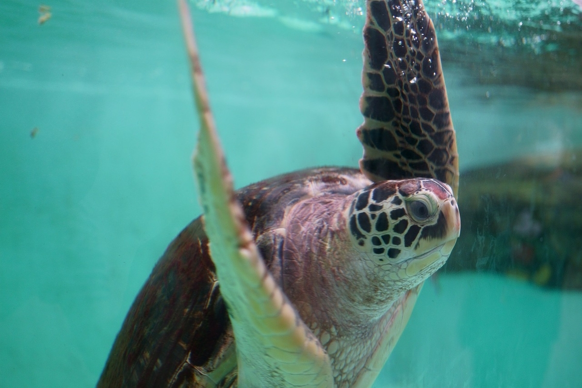 f:id:toy_love:20210901011752j:plain