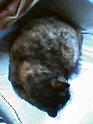 f:id:toya:20041028200758:image