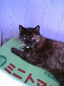 f:id:toya:20041028203031:image