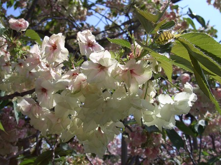 f:id:toya:20080421131530j:image