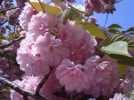 f:id:toya:20080421132154j:image