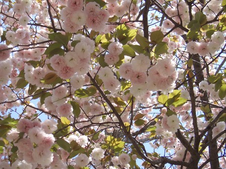 f:id:toya:20080421132537j:image