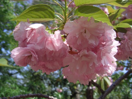 f:id:toya:20080421133716j:image