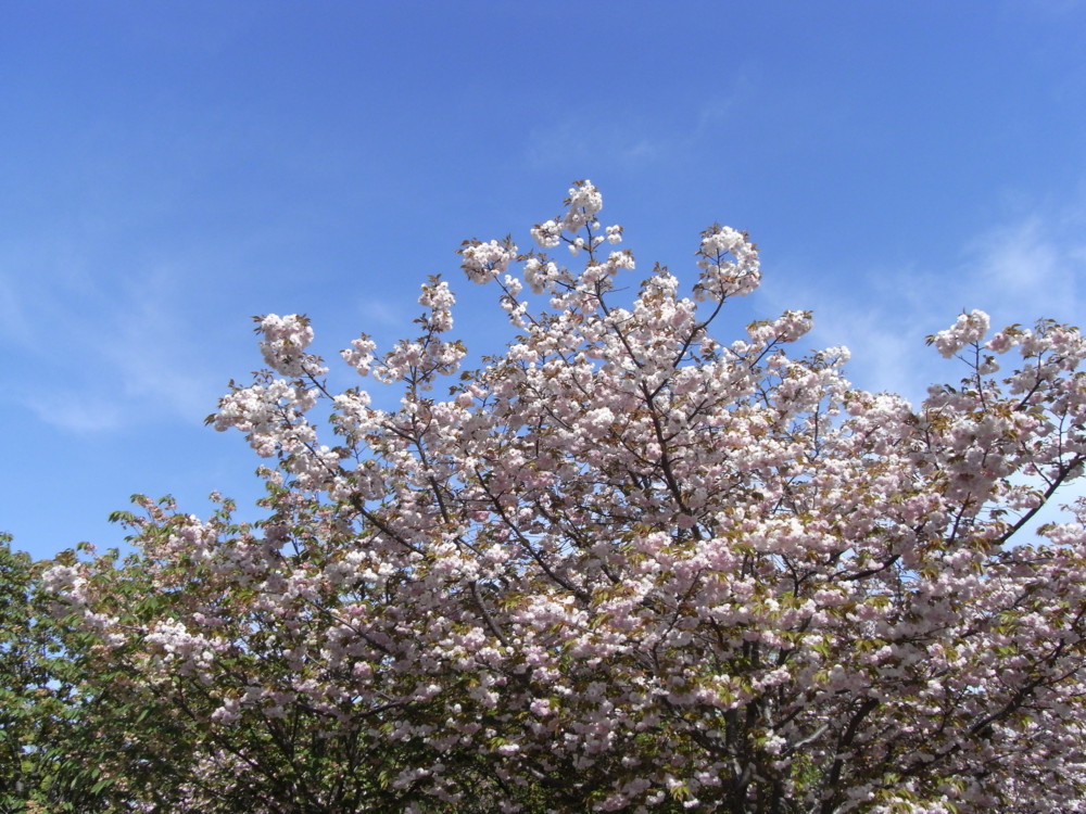 f:id:toya:20090418151704j:image:w400