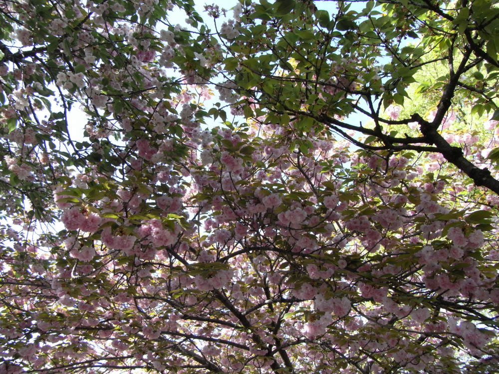 f:id:toya:20090418153958j:image:w400