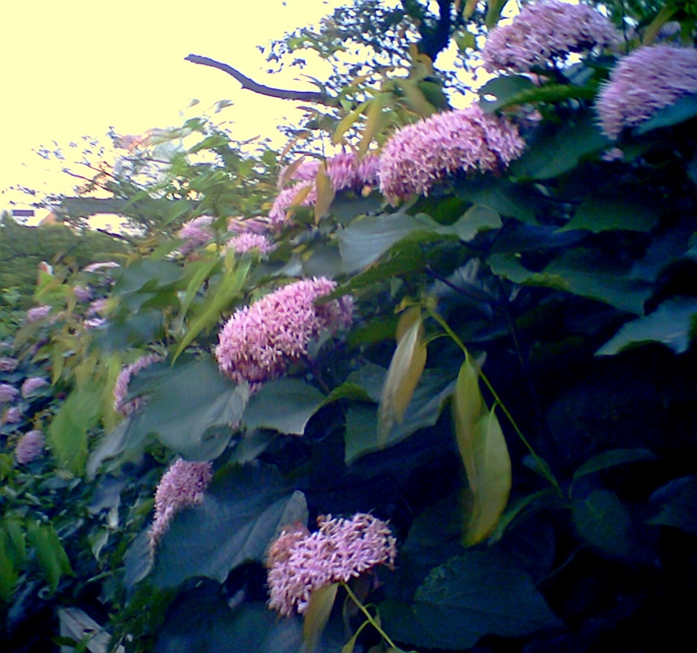 f:id:toya:20100704224751j:image:w150