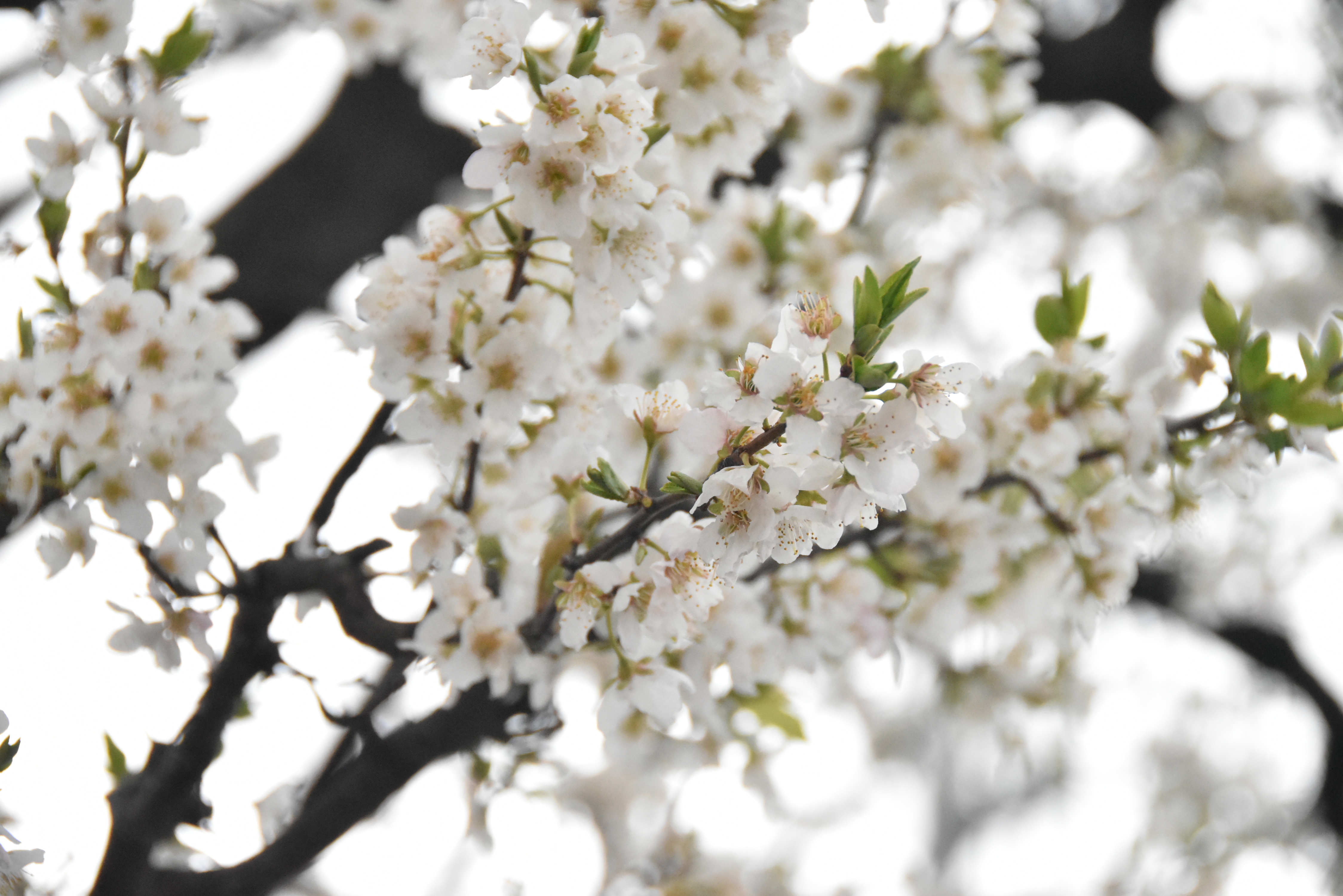 スモモの花