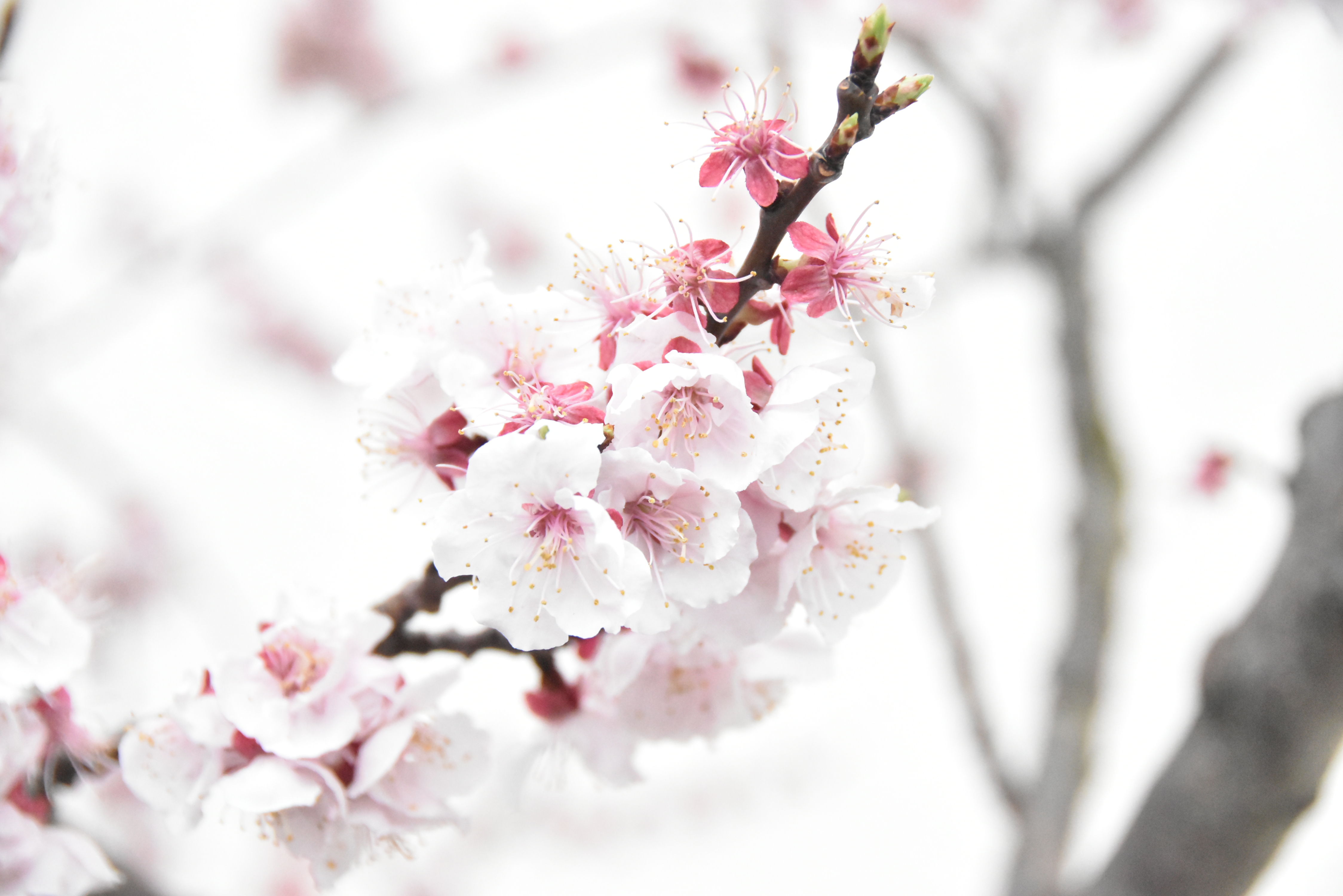 アンズの花