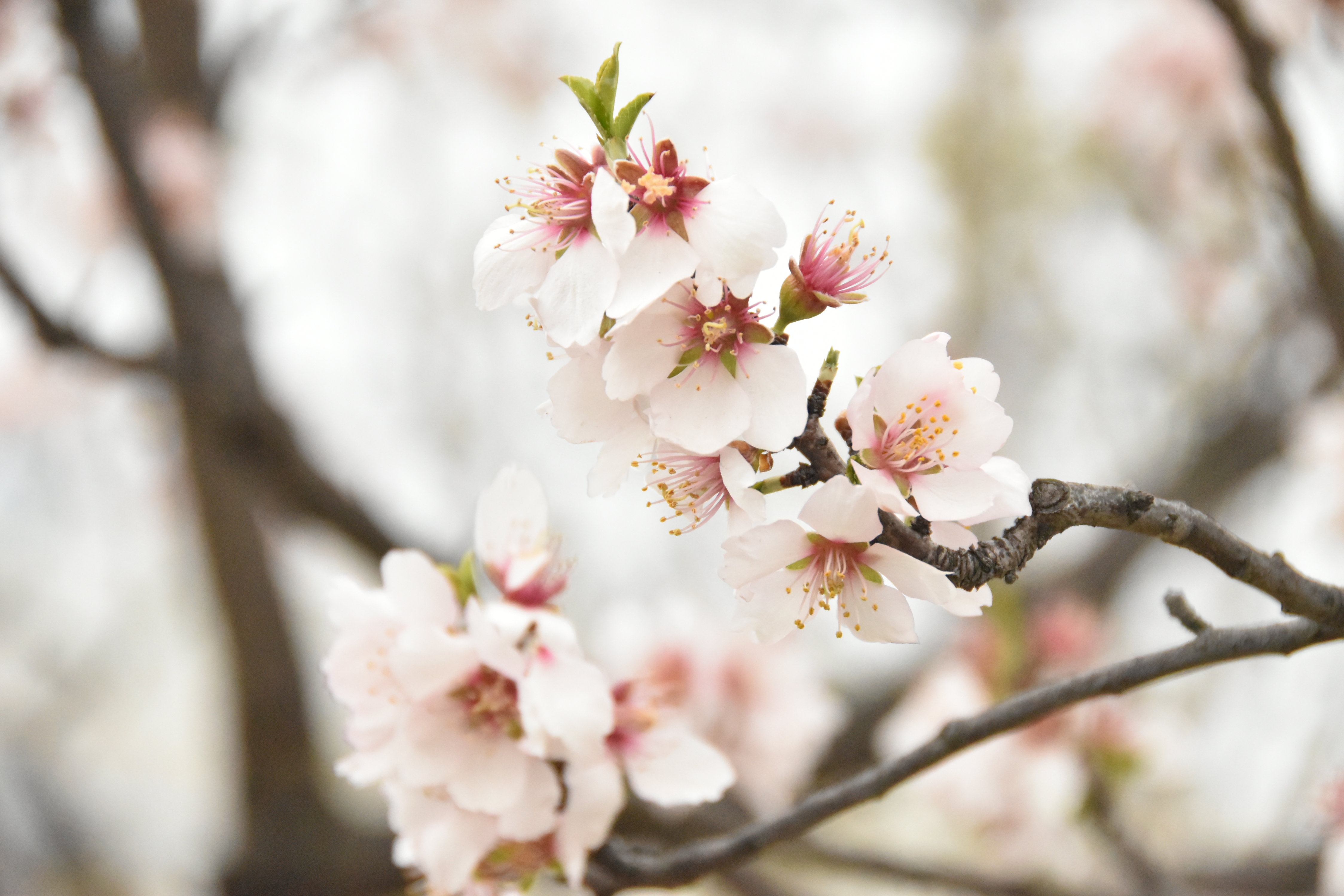 アーモンドの花