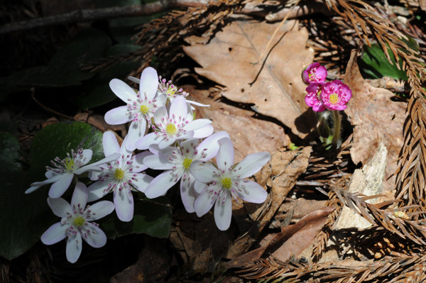 f:id:toyama-rouzan:20090510085000j:image:w300 f:id:toyama-rouzan:20090510085000j:image:w300