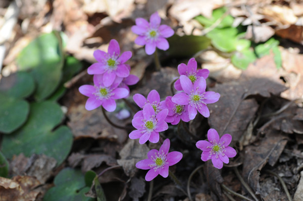 f:id:toyama-rouzan:20090510085001j:image:w300 f:id:toyama-rouzan:20090510085001j:image:w300