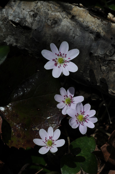 f:id:toyama-rouzan:20090510085002j:image:h300 f:id:toyama-rouzan:20090510085002j:image:h300
