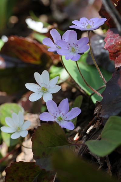 f:id:toyama-rouzan:20090510085003j:image:h300 f:id:toyama-rouzan:20090510085003j:image:h300