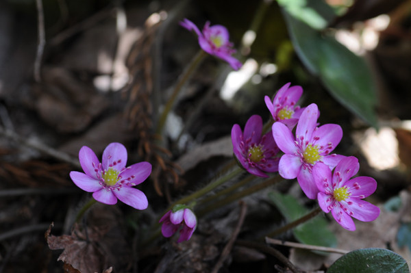 f:id:toyama-rouzan:20090510085005j:image:w300 f:id:toyama-rouzan:20090510085005j:image:w300
