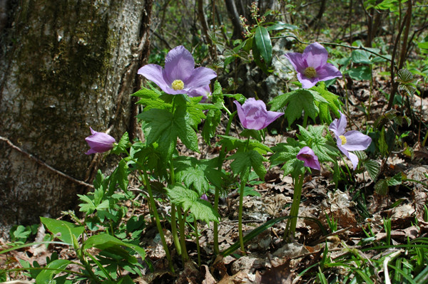 f:id:toyama-rouzan:20090510085007j:image:w300 f:id:toyama-rouzan:20090510085007j:image:w300