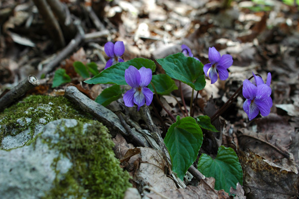 f:id:toyama-rouzan:20090510085008j:image:w300 f:id:toyama-rouzan:20090510085008j:image:w300