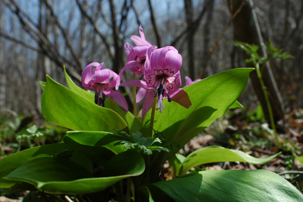 f:id:toyama-rouzan:20090510085010j:image:w300 f:id:toyama-rouzan:20090510085010j:image:w300