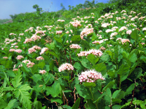 f:id:toyama-rouzan:20090801205514j:image f:id:toyama-rouzan:20090801205514j:image