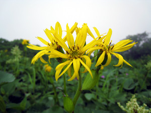 f:id:toyama-rouzan:20090801205600j:image f:id:toyama-rouzan:20090801205600j:image