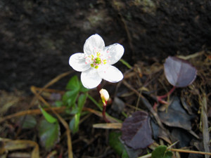 f:id:toyama-rouzan:20090801205606j:image f:id:toyama-rouzan:20090801205606j:image