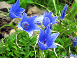 f:id:toyama-rouzan:20090801205608j:image f:id:toyama-rouzan:20090801205608j:image