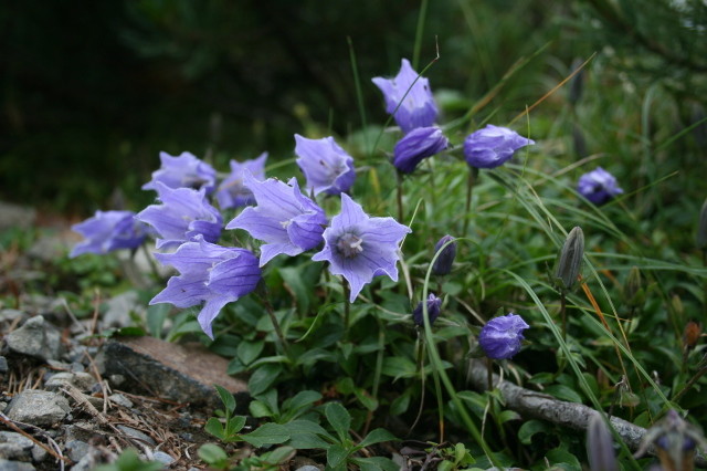 f:id:toyama-rouzan:20090818203356j:image:w200