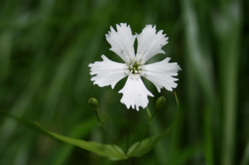 f:id:toyama-rouzan:20090818203405j:image:w200