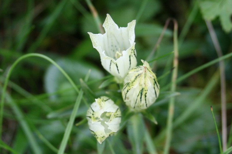 f:id:toyama-rouzan:20090818203520j:image:w200