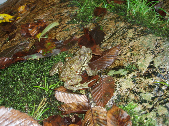 f:id:toyama-rouzan:20090831221337j:image:w300 f:id:toyama-rouzan:20090831221337j:image:w300