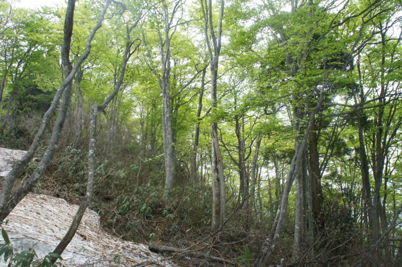 f:id:toyama-rouzan:20150521141838j:image:w300