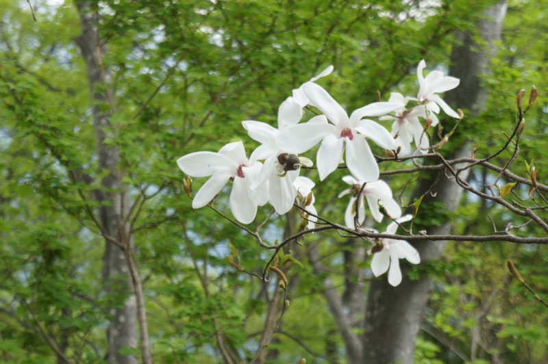 f:id:toyama-rouzan:20150521142050j:image:w300