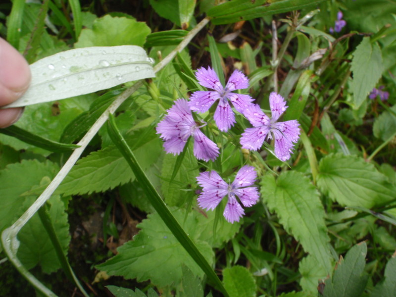 f:id:toyama-rouzan:20170814091537j:image:w400 f:id:toyama-rouzan:20170814091537j:image:w400