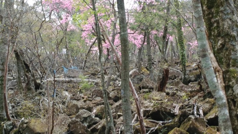 f:id:toyama-rouzan:20180430073524j:image:w300 f:id:toyama-rouzan:20180430073524j:image:w300