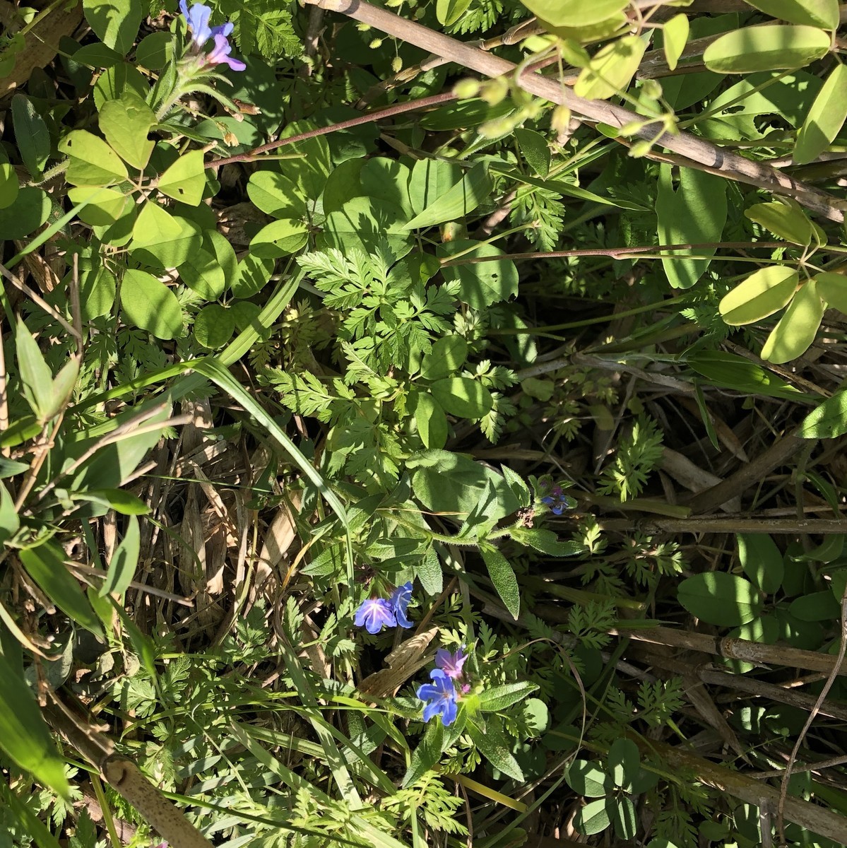 f:id:toyama-rouzan:20190512081706j:plain f:id:toyama-rouzan:20190512081706j:plain