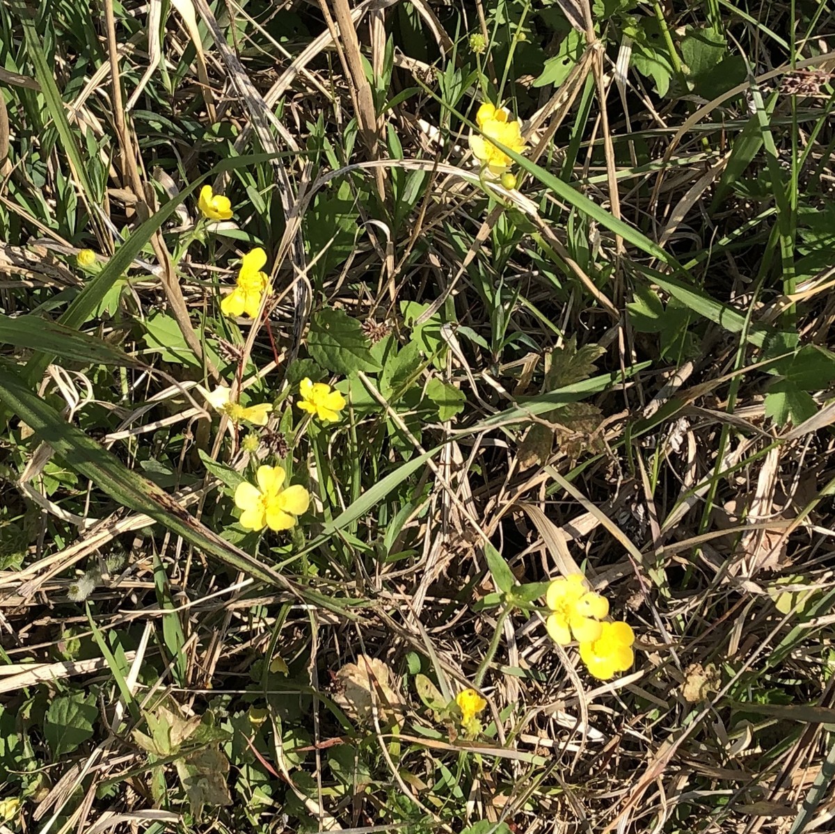 f:id:toyama-rouzan:20190512081855j:plain f:id:toyama-rouzan:20190512081855j:plain