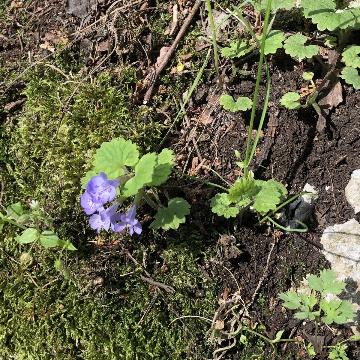 f:id:toyama-rouzan:20190512084856j:plain f:id:toyama-rouzan:20190512084856j:plain
