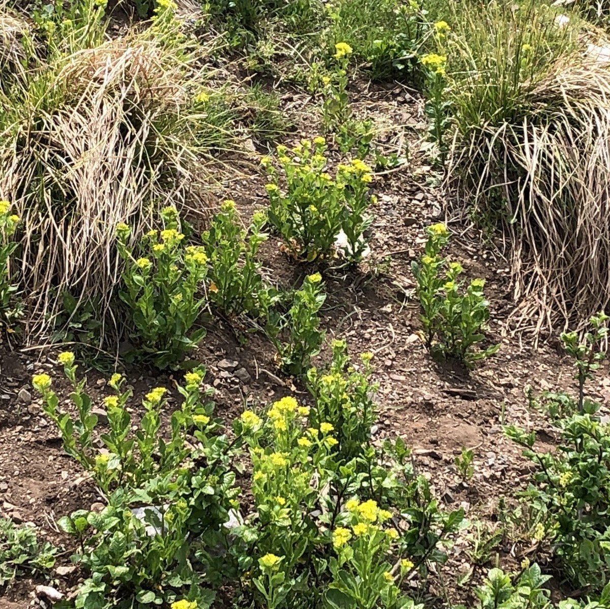 f:id:toyama-rouzan:20190512094440j:plain f:id:toyama-rouzan:20190512094440j:plain