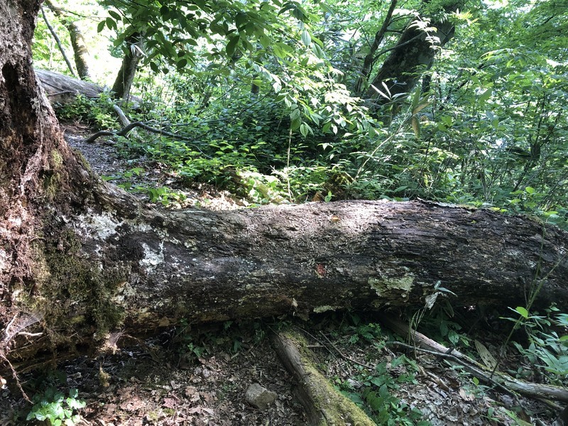 f:id:toyama-rouzan:20190526080515j:plain