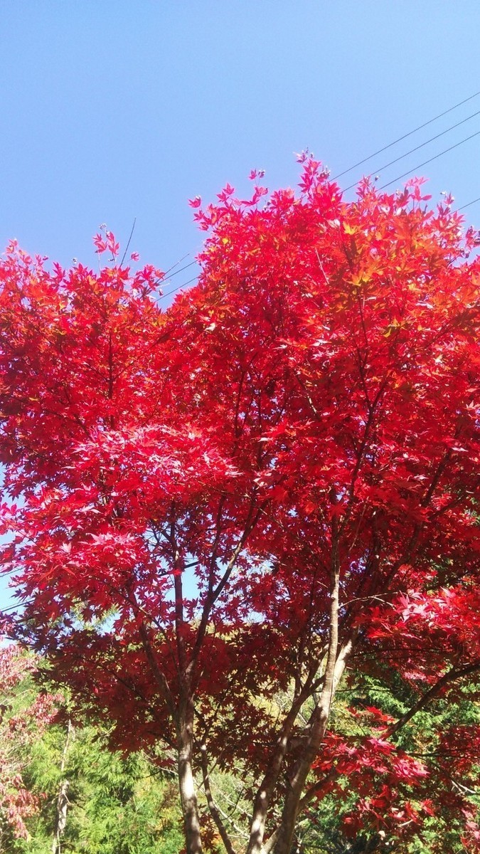f:id:toyama-rouzan:20191112071600j:plain f:id:toyama-rouzan:20191112071600j:plain