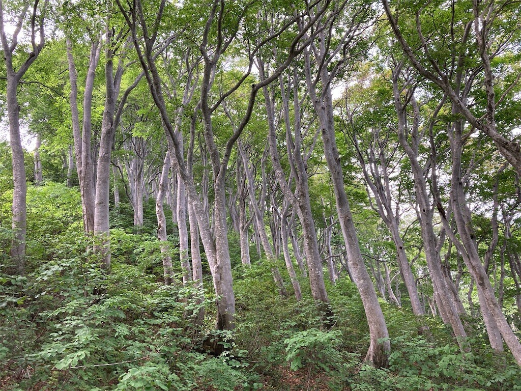 f:id:toyama-rouzan:20240624180426j:image