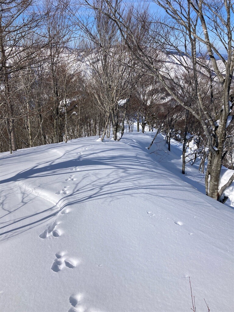 f:id:toyama-rouzan:20250121223536j:image