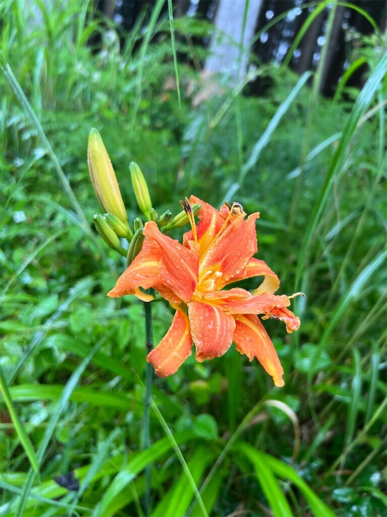 f:id:toyama-rouzan:20260729133231j:image f:id:toyama-rouzan:20260729133231j:image