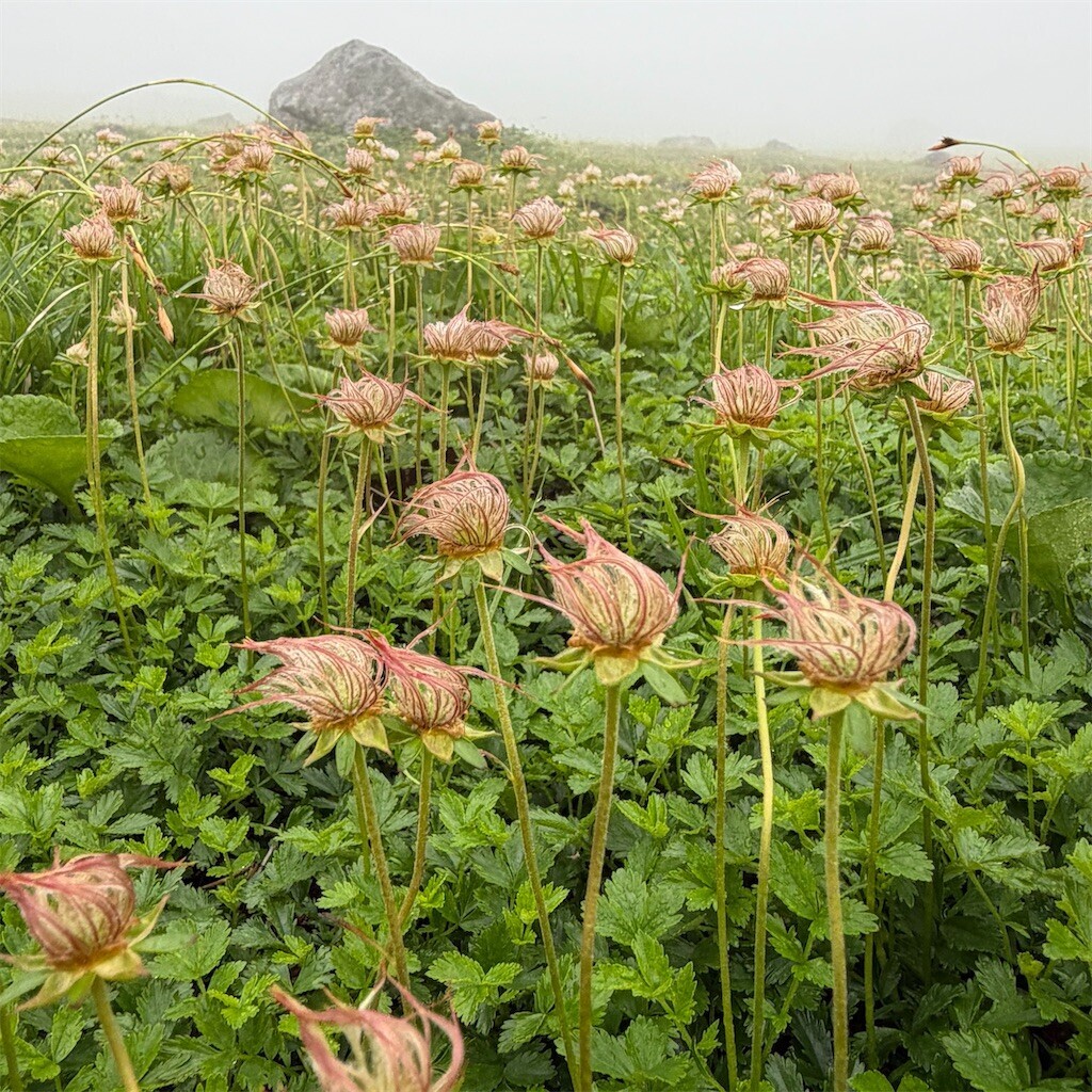 f:id:toyama-rouzan:20260809074427j:image