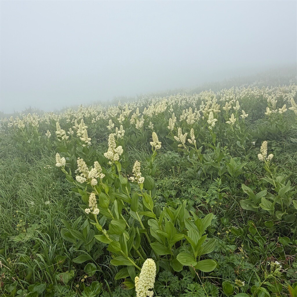 f:id:toyama-rouzan:20260809074507j:image