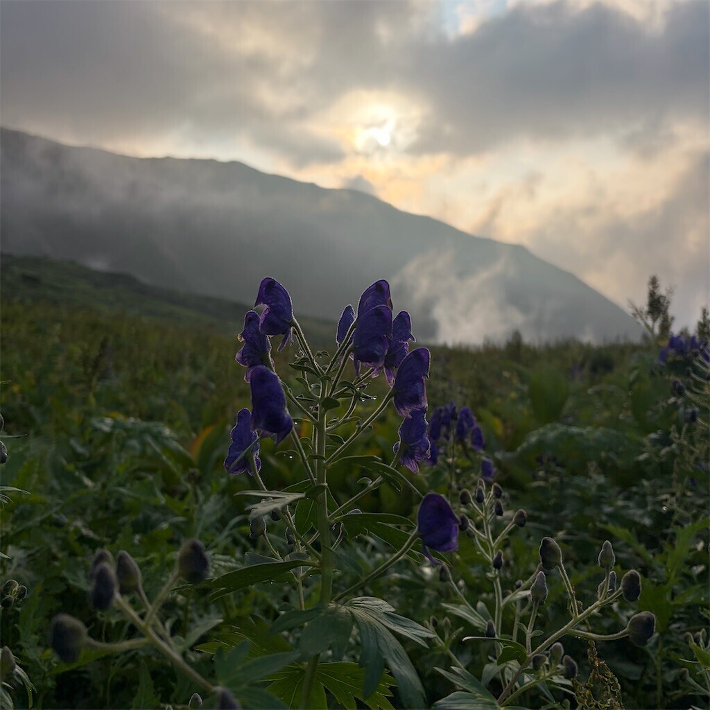 f:id:toyama-rouzan:20260809074657j:image